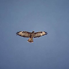 Steppe Buzzard